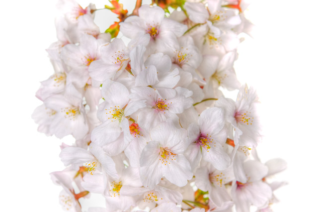 HDR（ハイダイナミックレンジ）桜のディテールコントラストに挑戦@大塚flower05.jpg