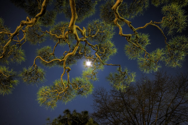HDR（ハイダイナミックレンジ）夜景と松と月と@護国寺trees22.jpg