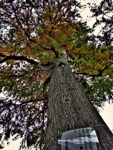 ハイダイナミックレンジ写真 - 空に枝、地には根を@新宿御苑