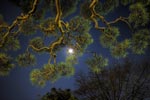 ハイダイナミックレンジ写真 - 夜景と松と月と@護国寺