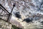 桜がまだ残ってた@荒川遊園